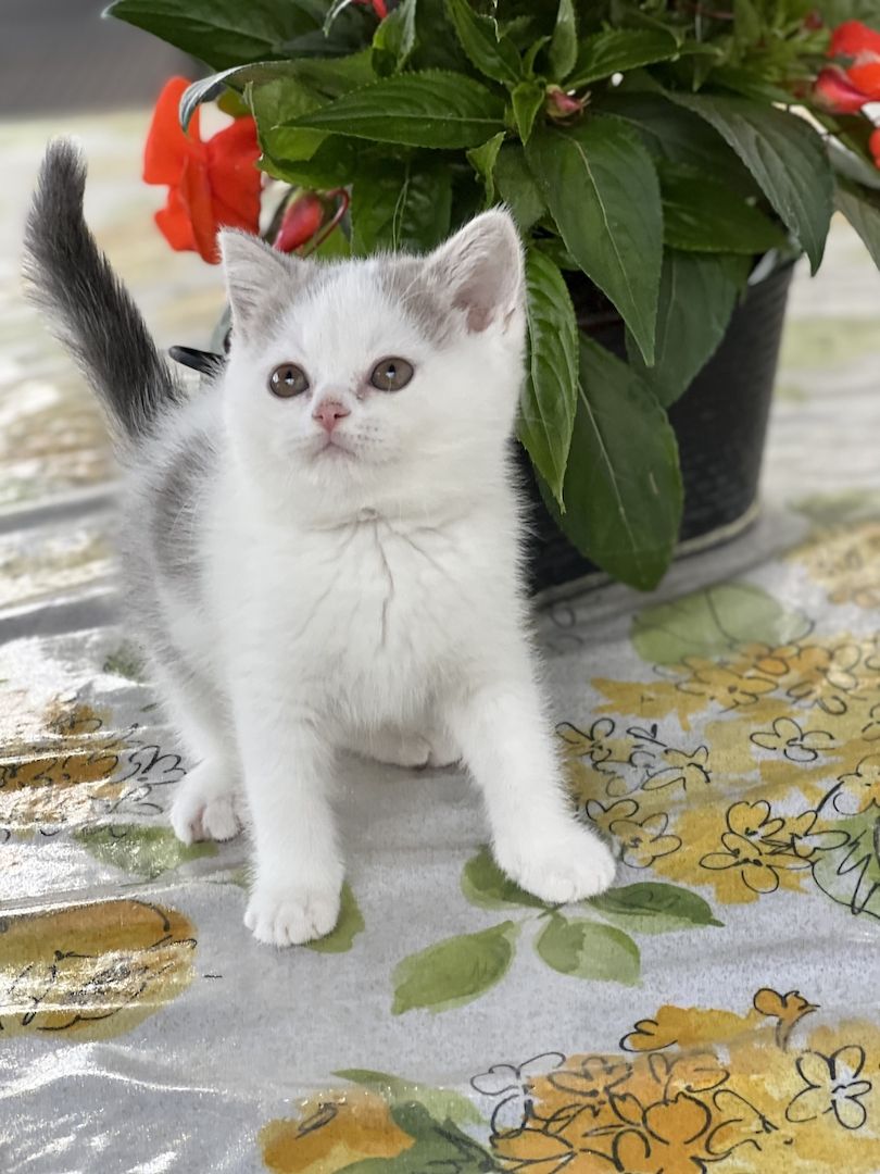 Wunderschöne BKH Kitten