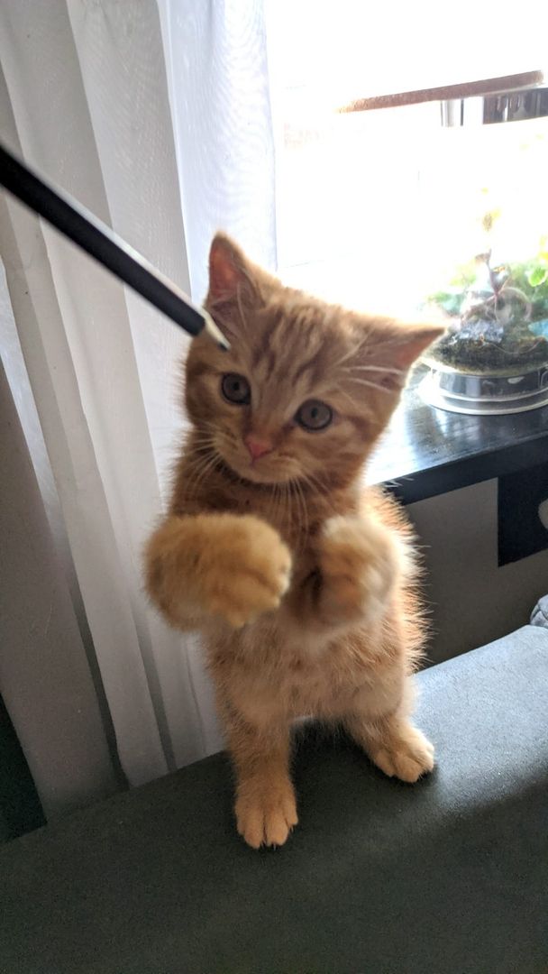 BKH Kitten BKH Kitten