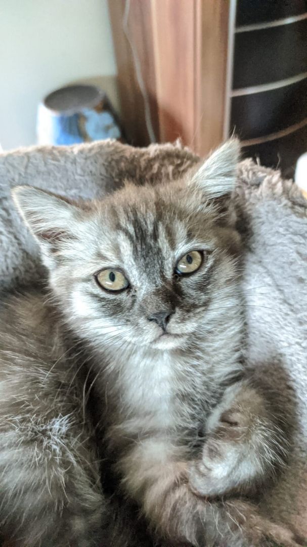 BKH Kitten BKH Kitten