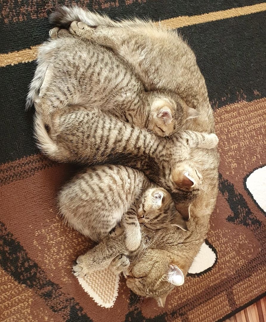 Wünderschöne BKH-Mischlinge