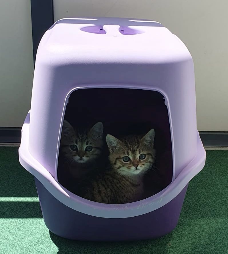 Wünderschöne BKH-Mischlinge