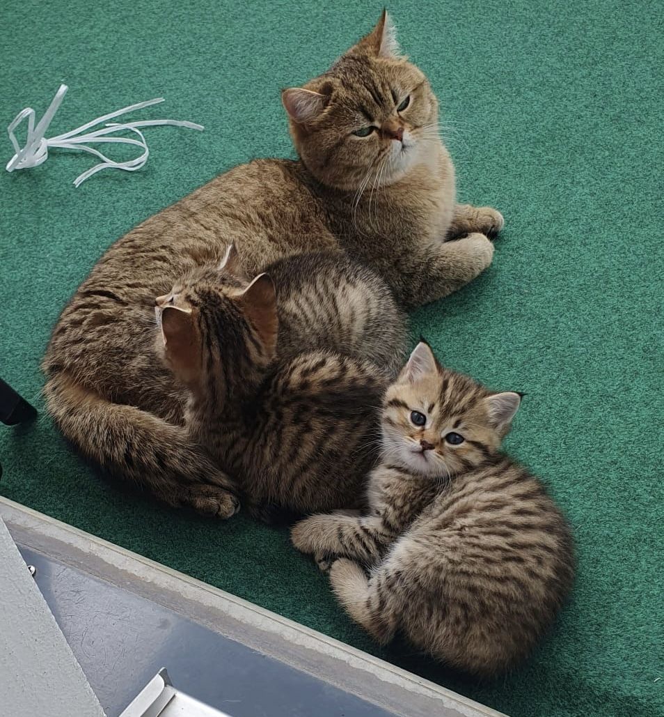 Wünderschöne BKH-Mischlinge