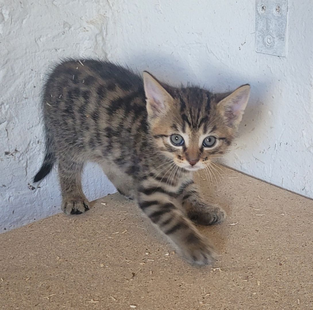 Drei süße Katzenbabys