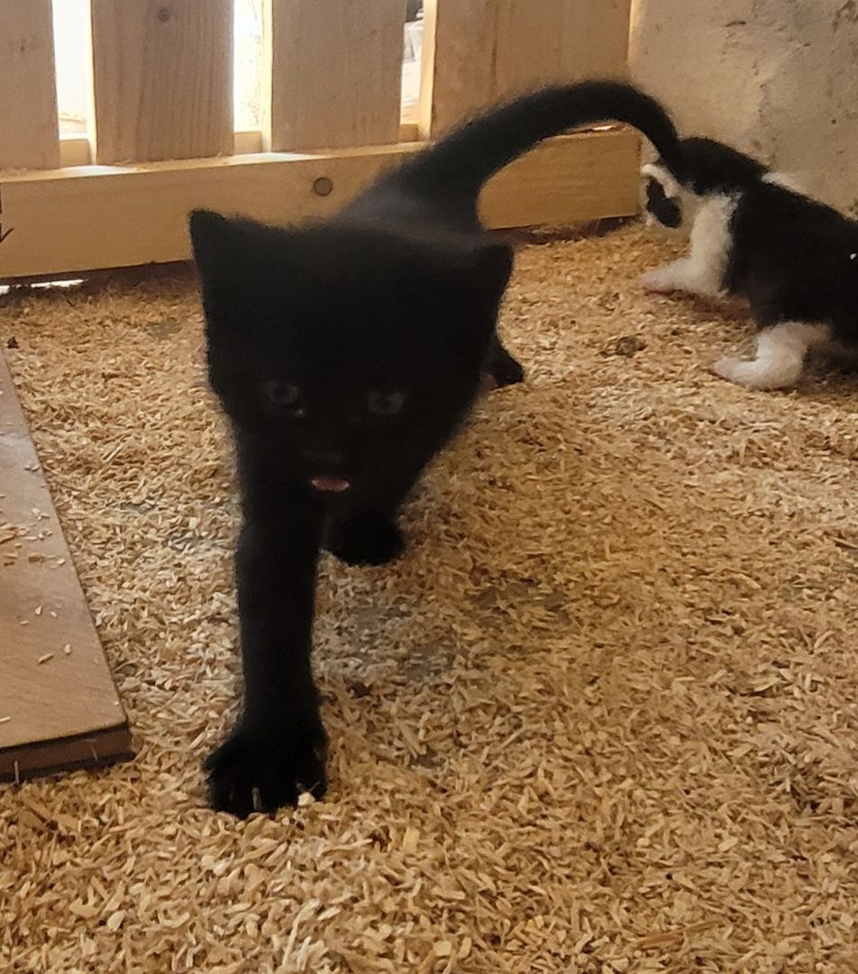 Drei süße Katzenbabys