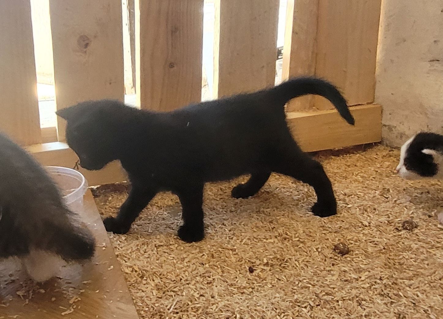 Drei süße Katzenbabys