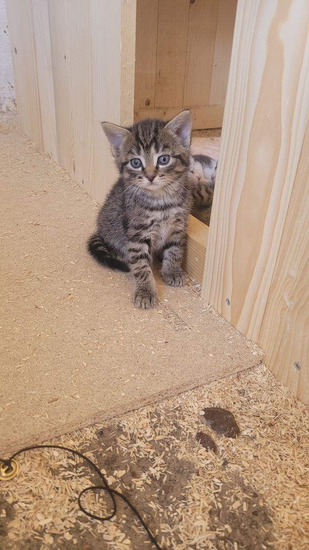 Drei süße Katzenbabys