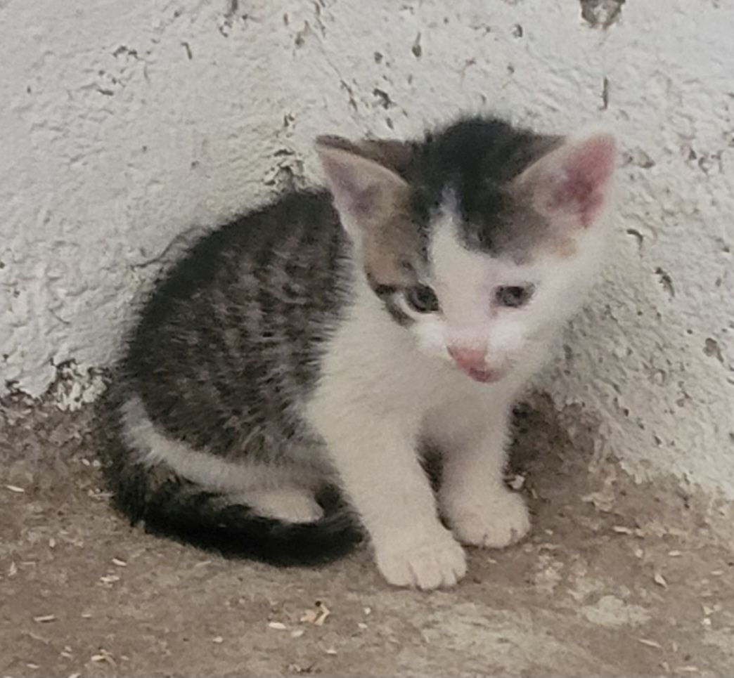 Drei süße Katzenbabys