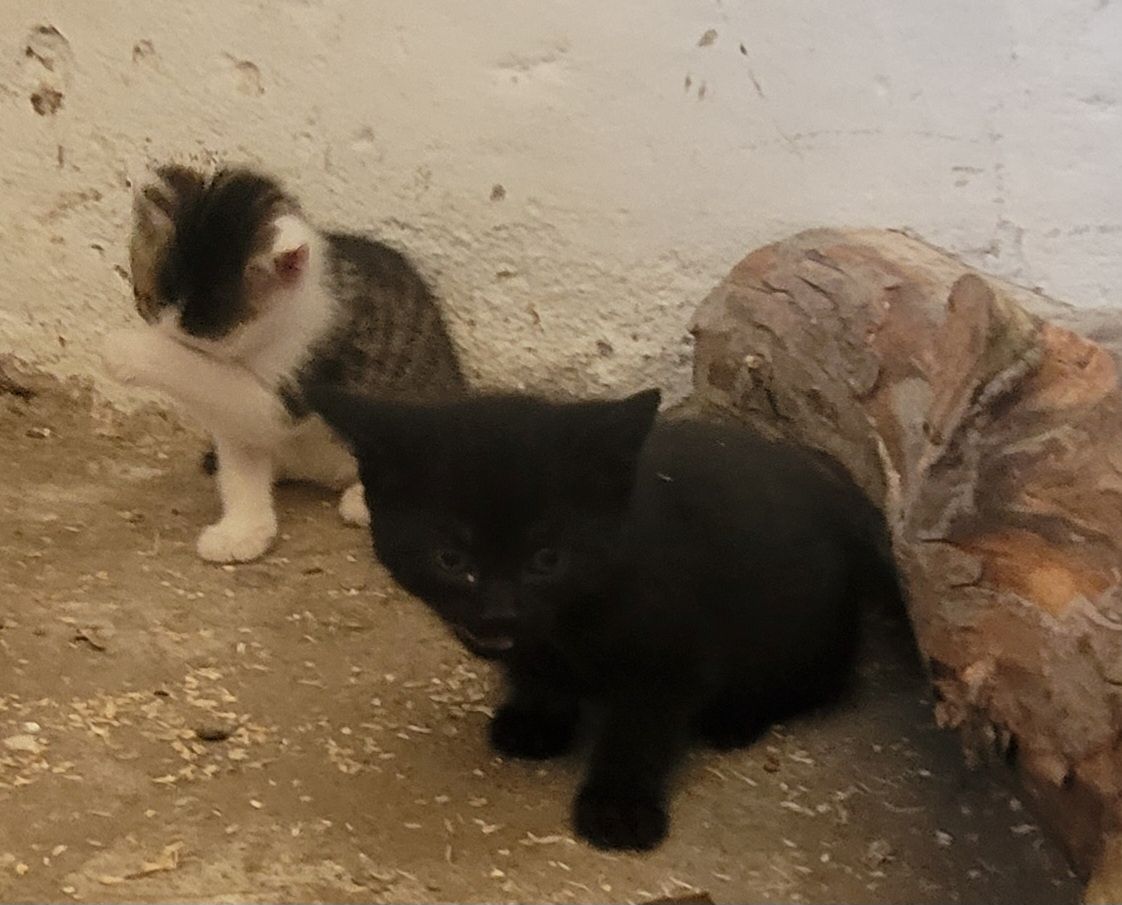 Drei süße Katzenbabys