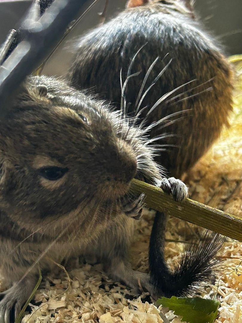 Degu Babys 
