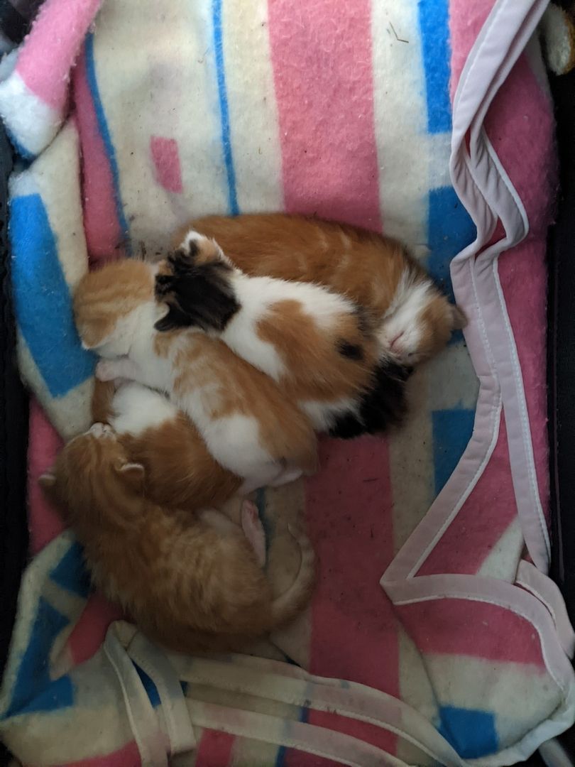 Wunderschöne Waldkatzen (Norweger/Sibirier/Mix)