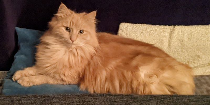 Wunderschöne Waldkatzen (Norweger/Sibirier/Mix)