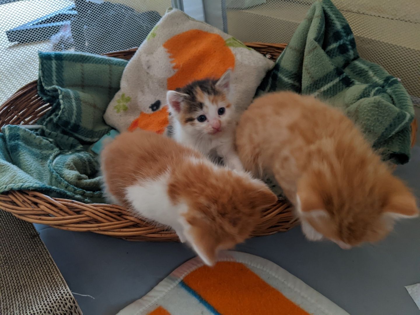 Wunderschöne Waldkatzen (Norweger/Sibirier/Mix)