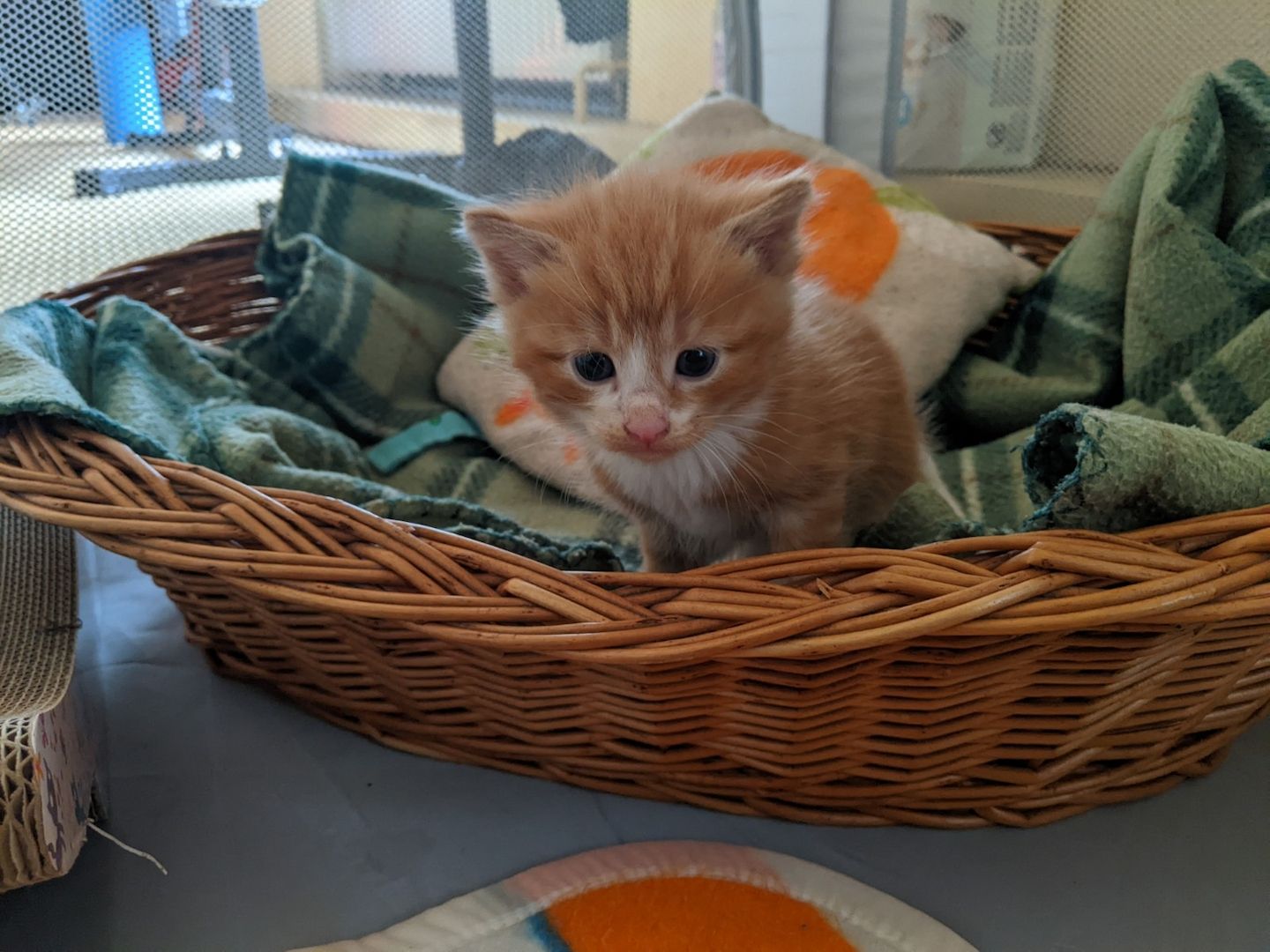 Wunderschöne Waldkatzen (Norweger/Sibirier/Mix)