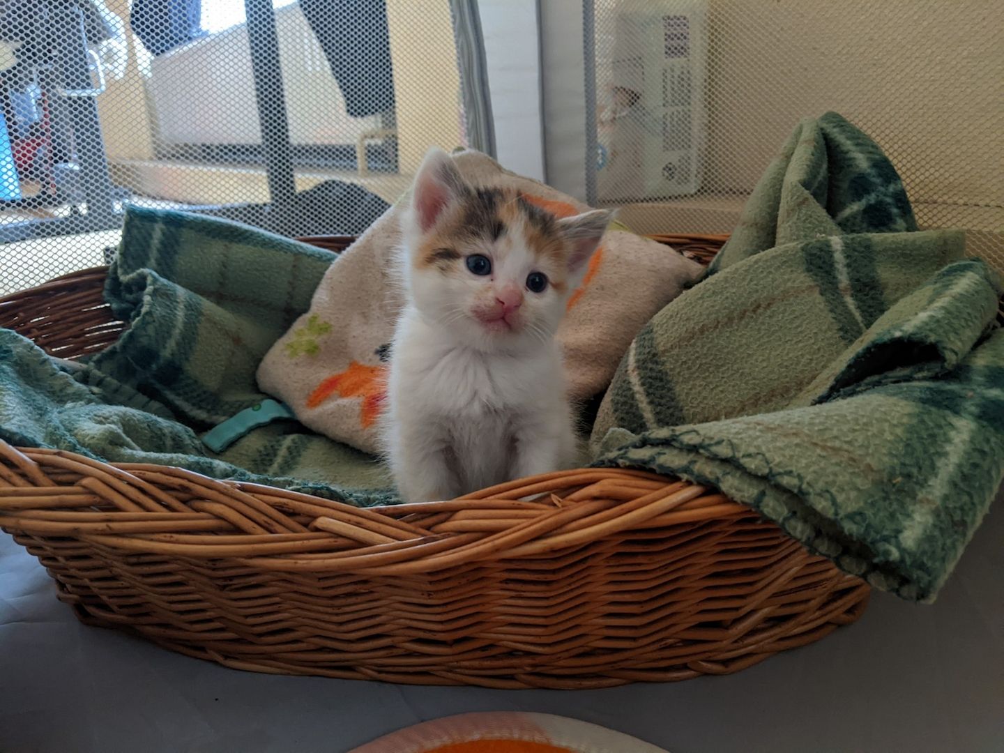 Wunderschöne Waldkatzen (Norweger/Sibirier/Mix)