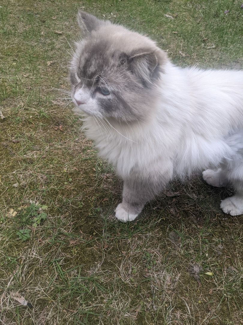 Wunderschöne Waldkatzen (Norweger/Sibirier/Mix)