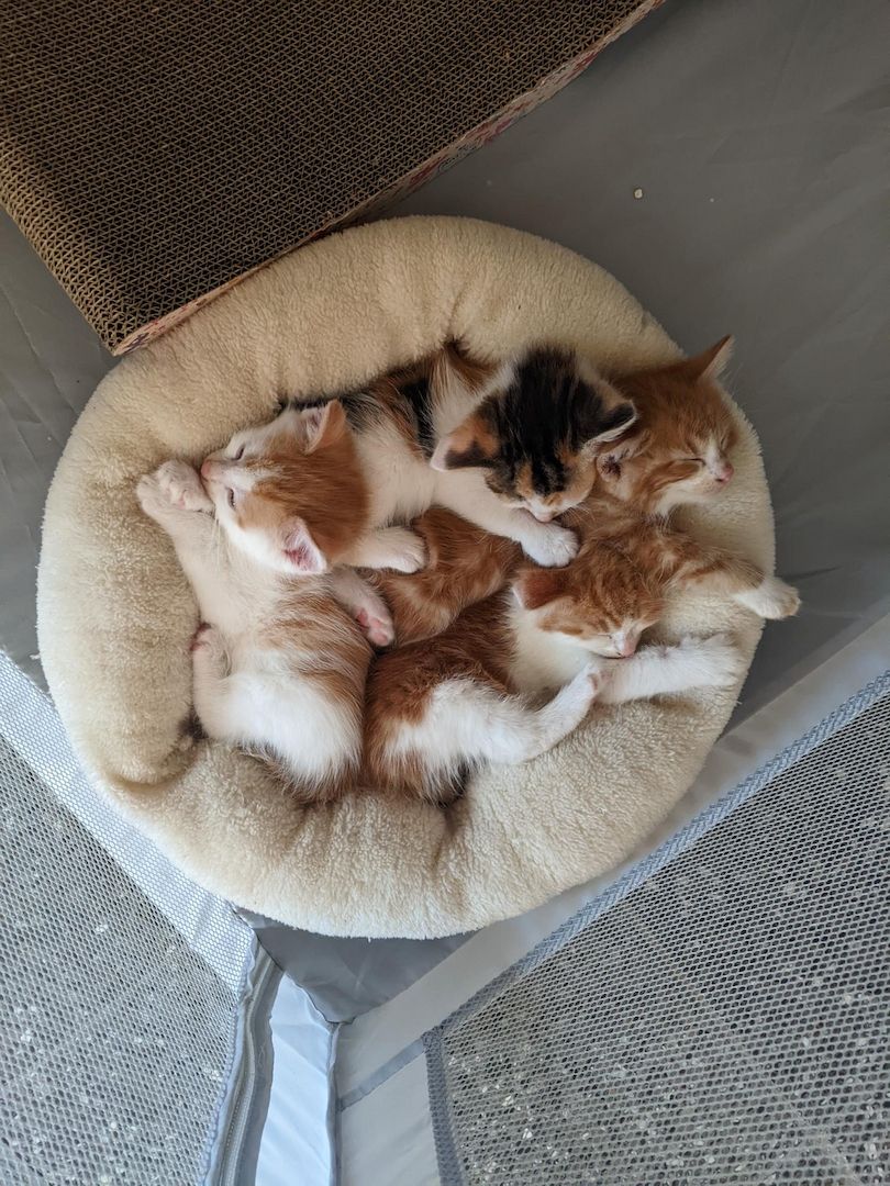 Wunderschöne Waldkatzen (Norweger/Sibirier/Mix)