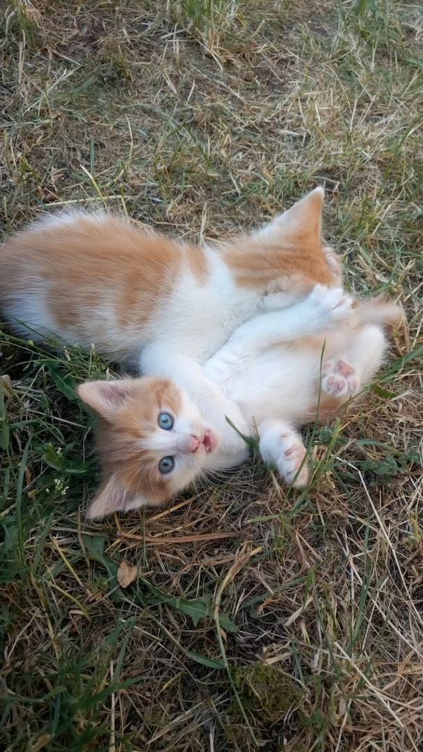 Wunderschöne Waldkatzen (Norweger/Sibirier/Mix)