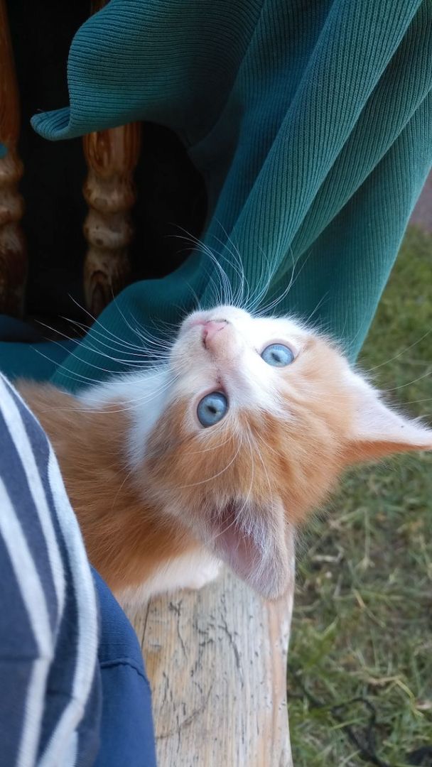 Wunderschöne Waldkatzen (Norweger/Sibirier/Mix)