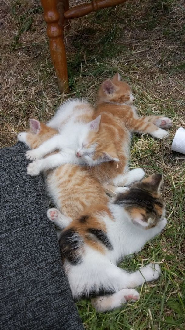 Wunderschöne Waldkatzen (Norweger/Sibirier/Mix)