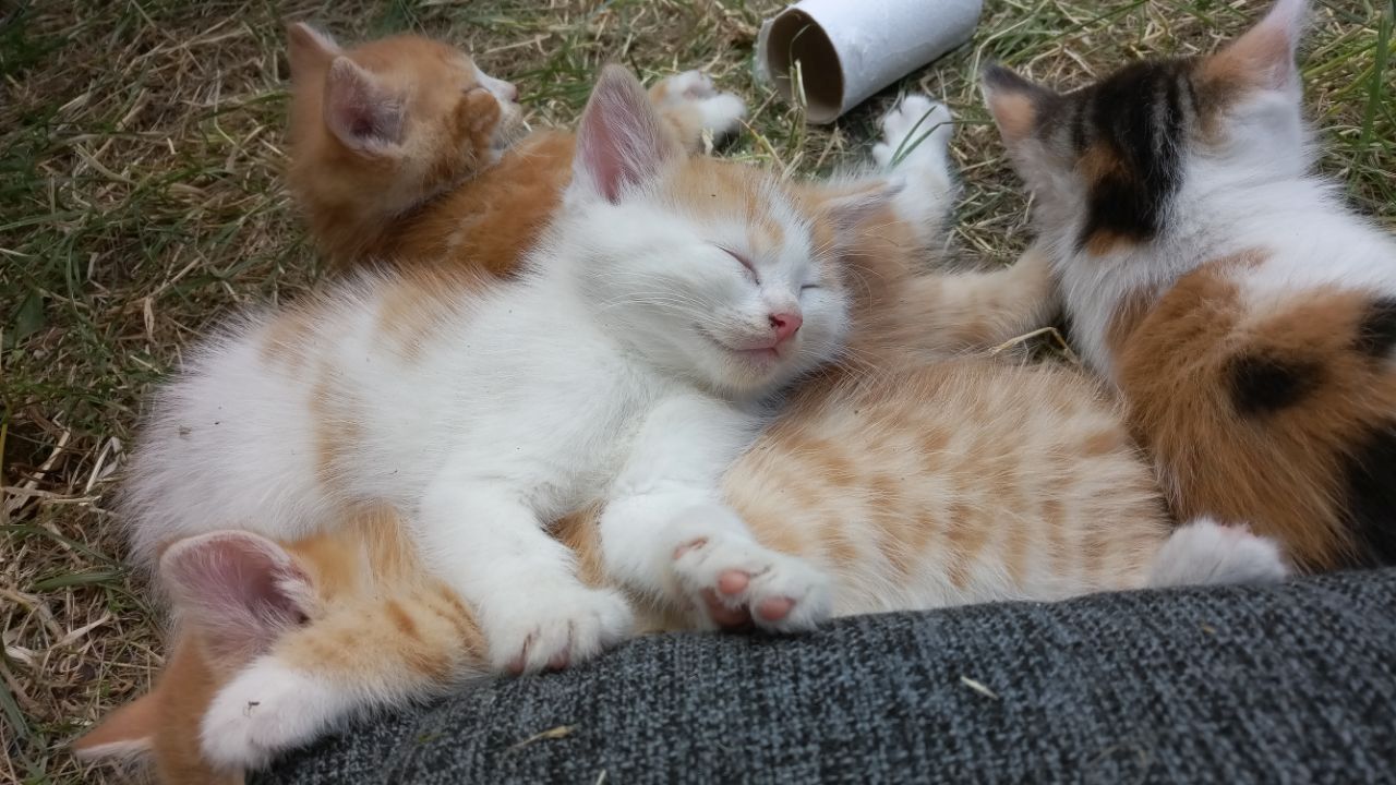 Wunderschöne Waldkatzen (Norweger/Sibirier/Mix)