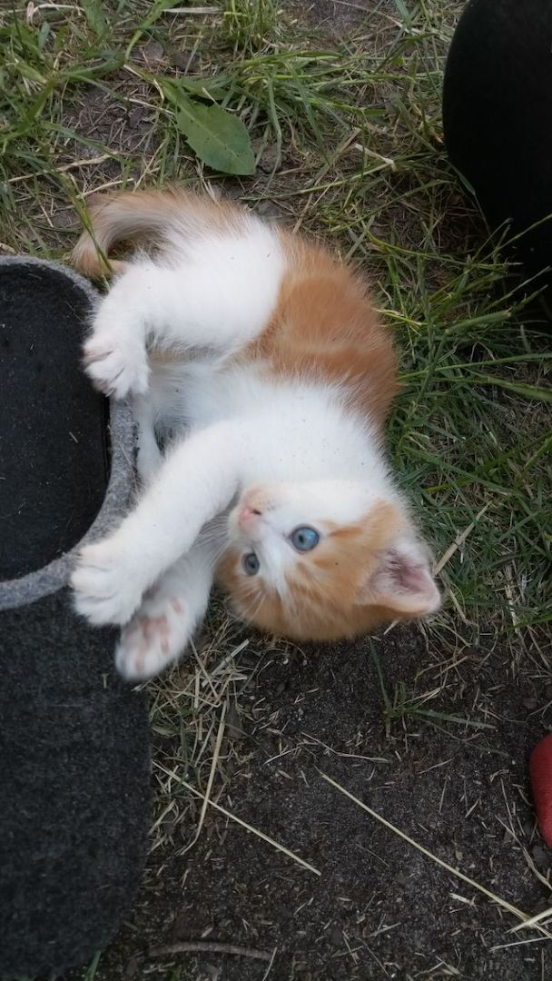 Wunderschöne Waldkatzen (Norweger/Sibirier/Mix)