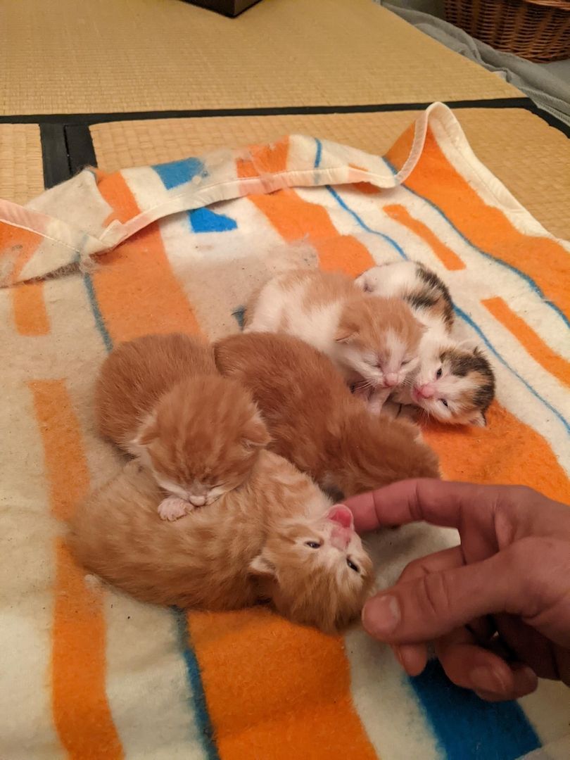 Wunderschöne Waldkatzen (Norweger/Sibirier/Mix)