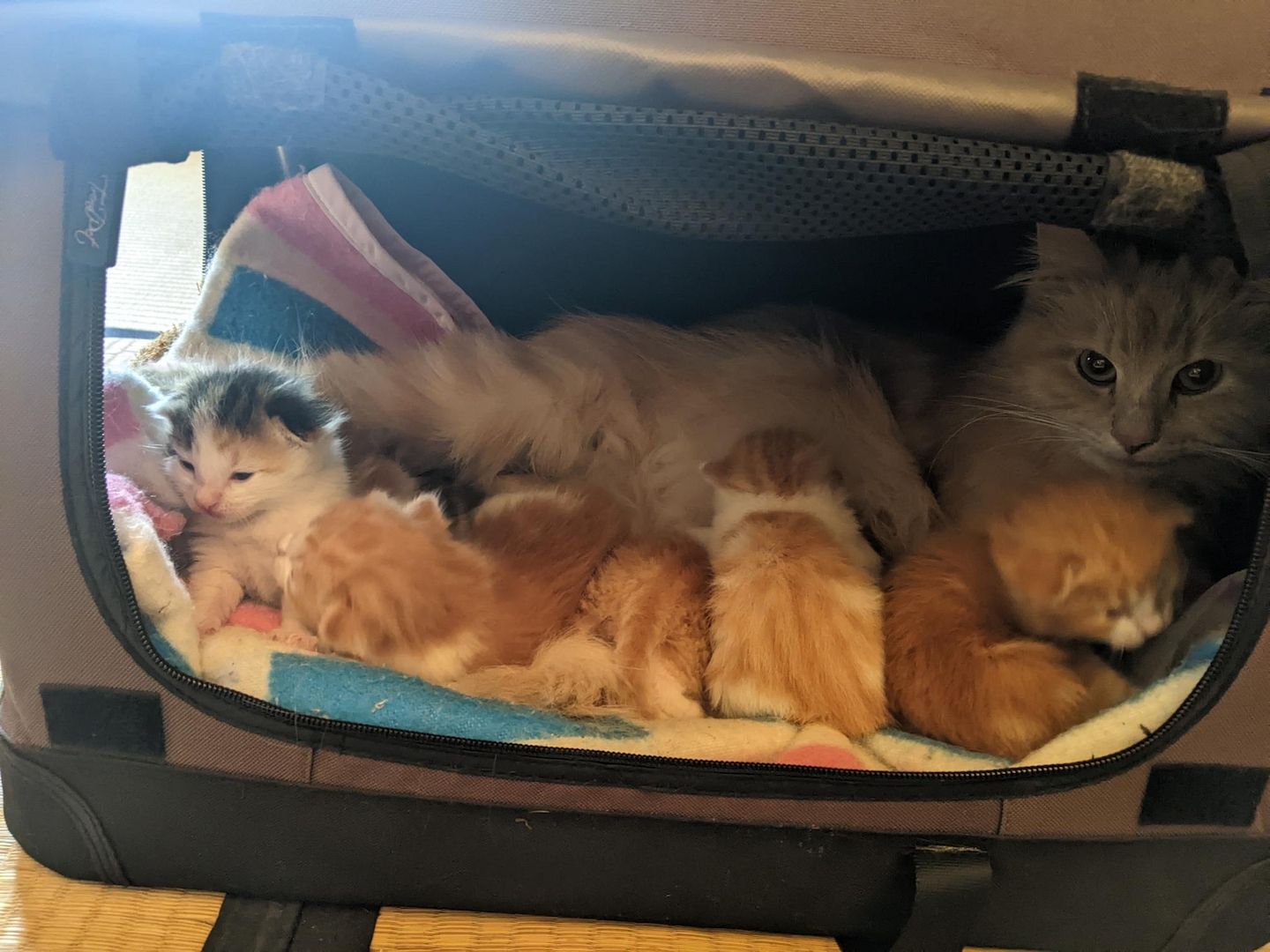 Wunderschöne Waldkatzen (Norweger/Sibirier/Mix)