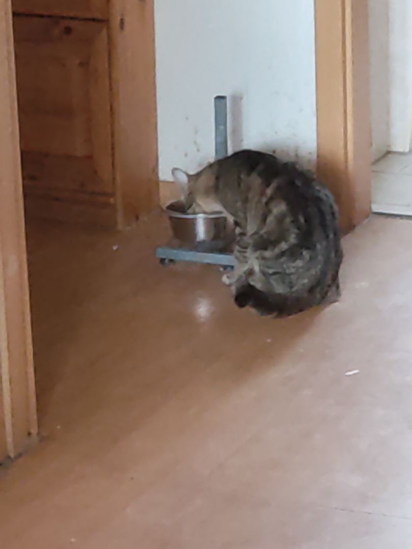 katzenfamilie abzugeben