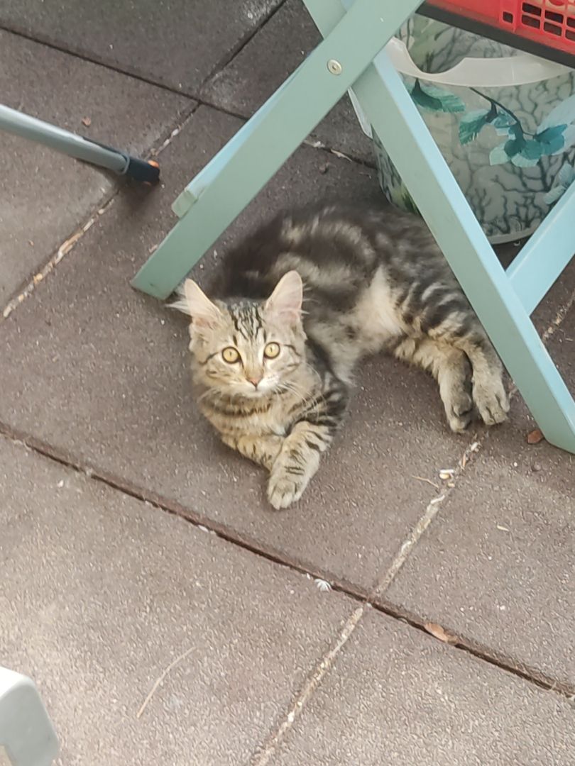 katzenfamilie abzugeben