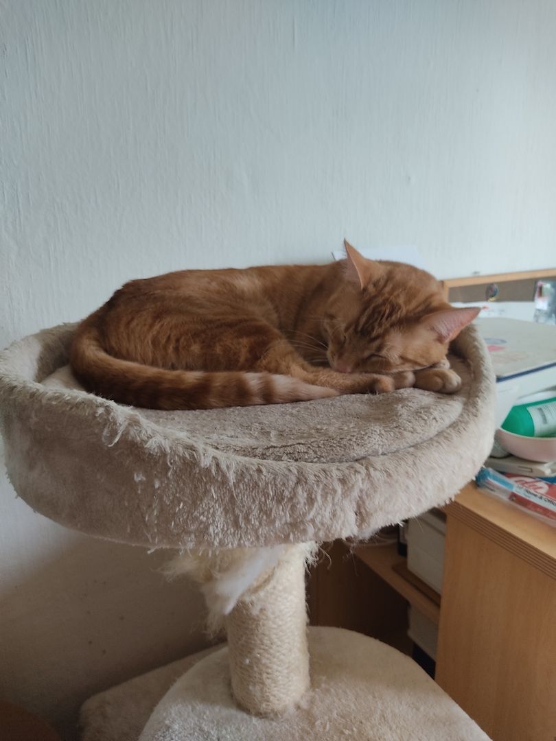 katzenfamilie abzugeben