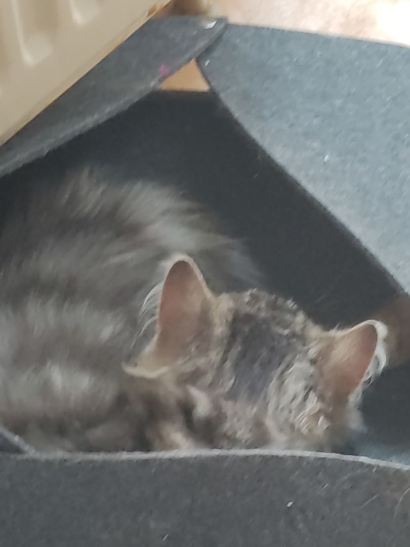 katzenfamilie abzugeben