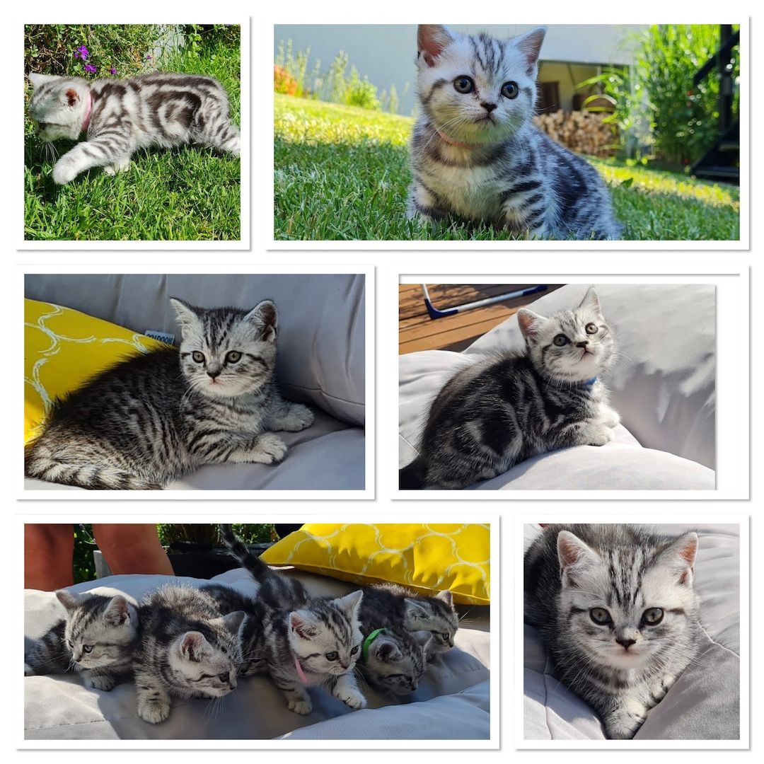 Reinrassige Bkh Kitten