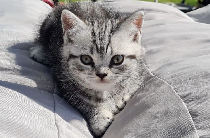 Reinrassige Bkh Kitten