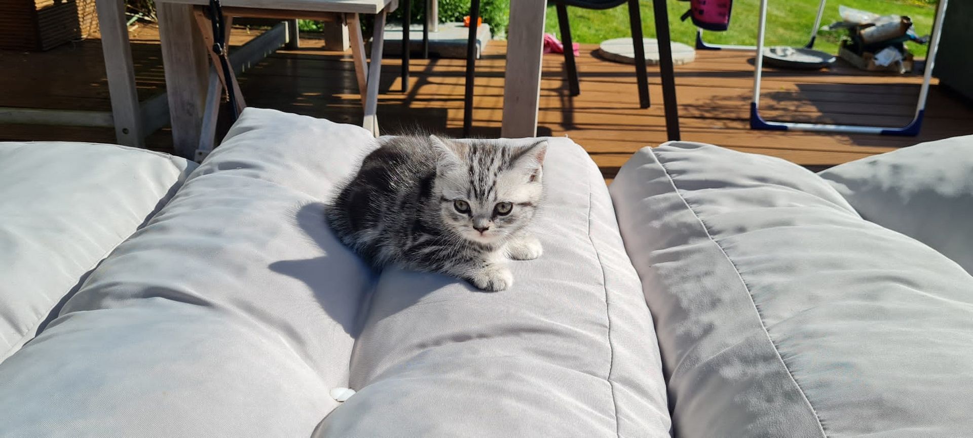 Reinrassige Bkh Kitten