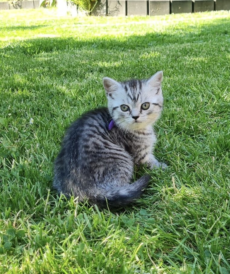 Reinrassige Bkh Kitten