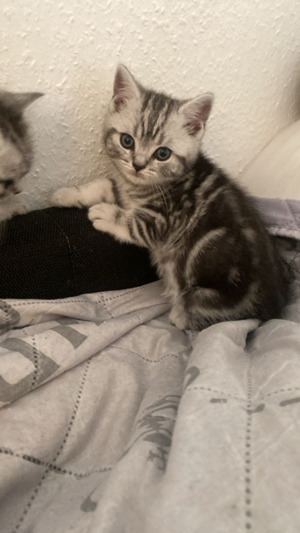 Reinrassige Bkh Kitten