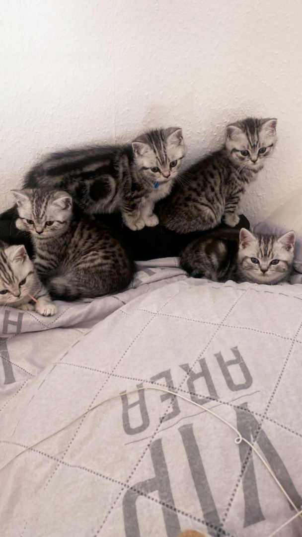 Reinrassige Bkh Kitten