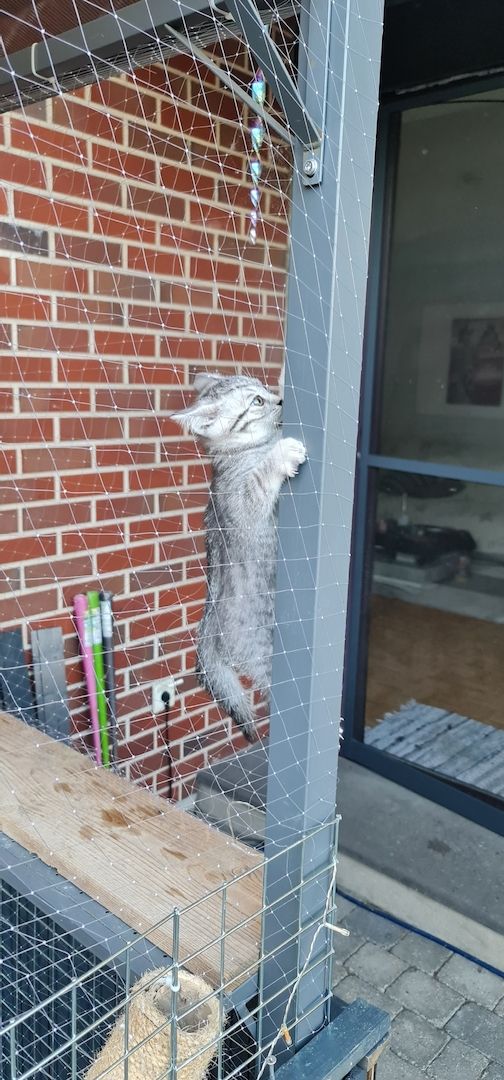 BkH Kitten männlich und weiblich