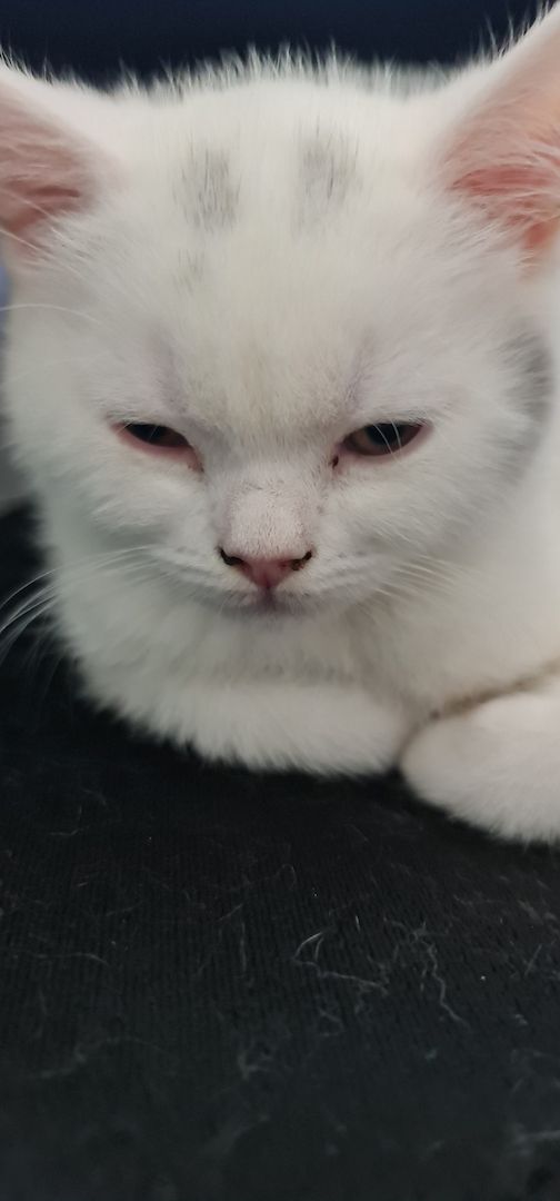 BkH Kitten männlich und weiblich