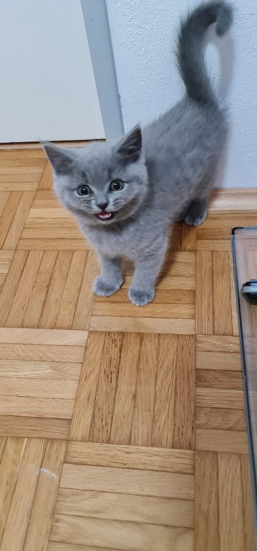 BkH Kitten männlich und weiblich