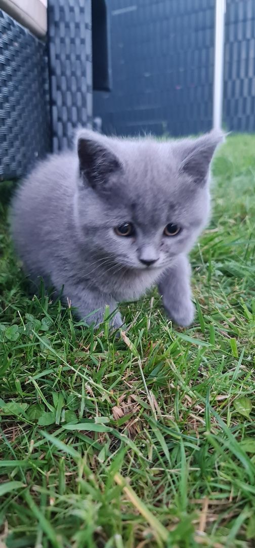 BkH Kitten männlich und weiblich