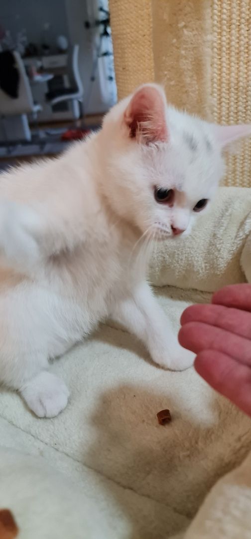 BkH Kitten männlich und weiblich