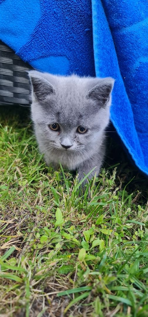 BkH Kitten männlich und weiblich