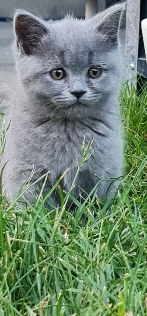 BkH Kitten männlich und weiblich