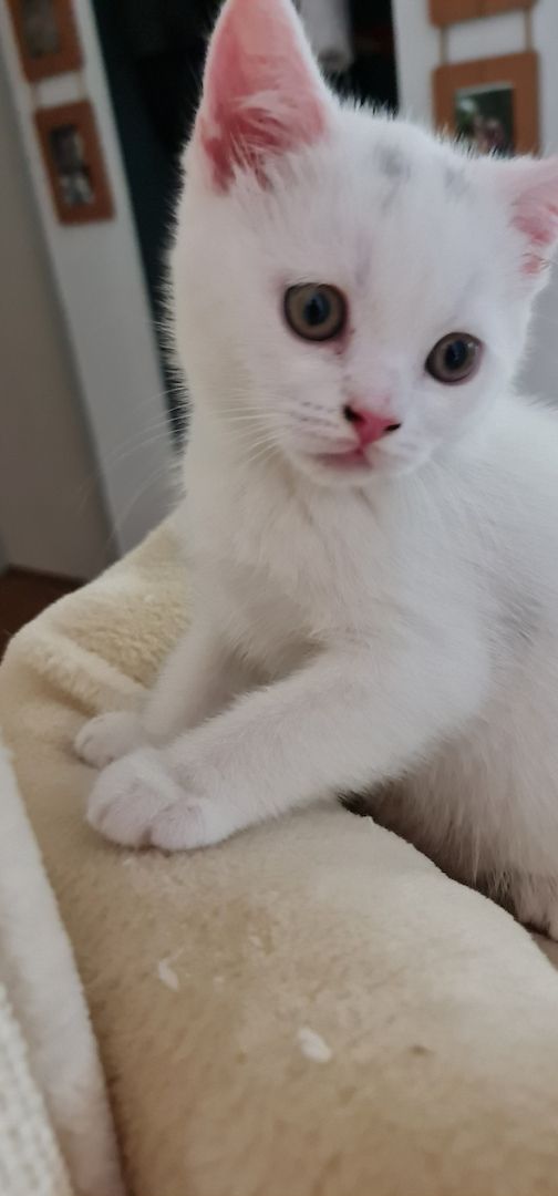 BkH Kitten männlich und weiblich