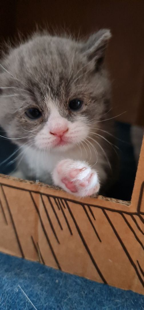 BkH Kitten männlich und weiblich