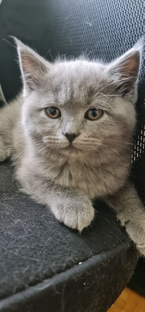 BkH Kitten männlich und weiblich