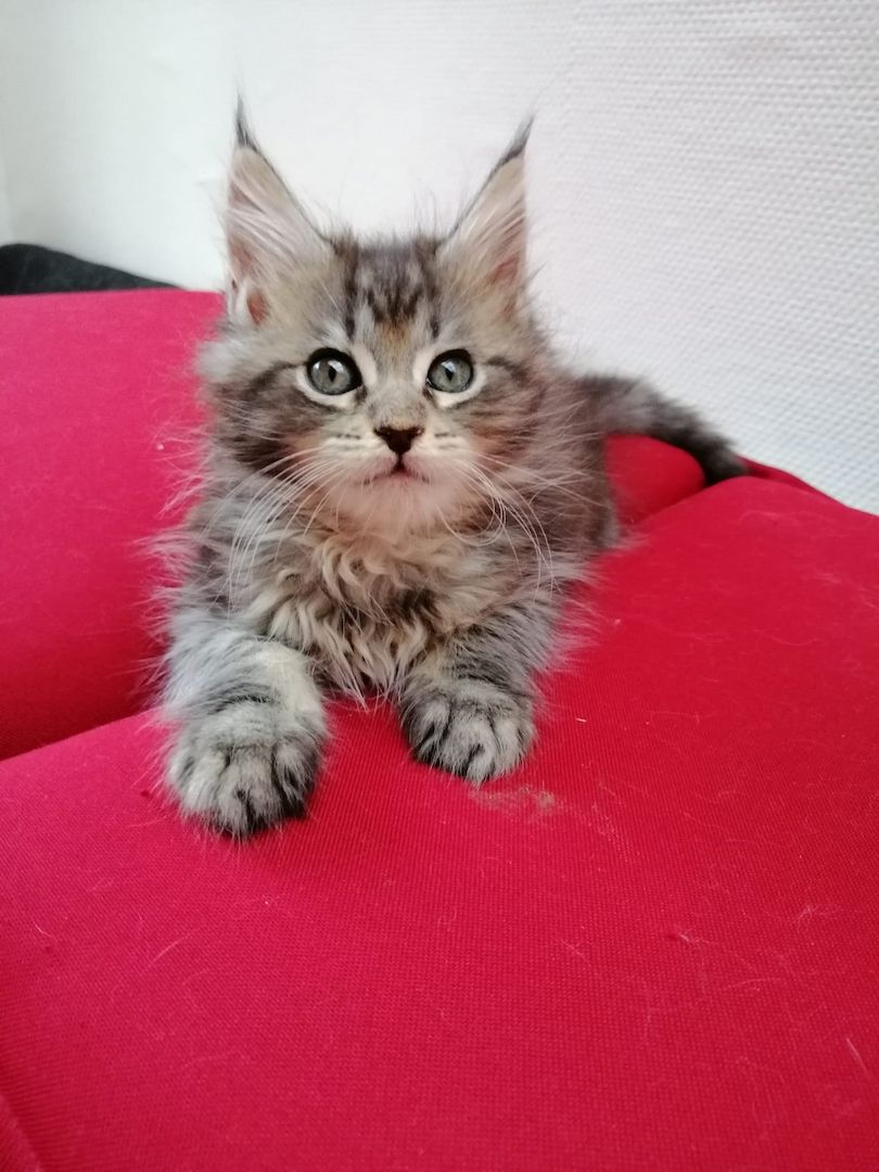 Maine Coon Kitten