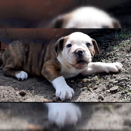 Old Englische Bulldoggenwelpen