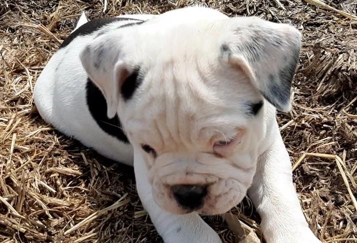 Old Englische Bulldoggenwelpen